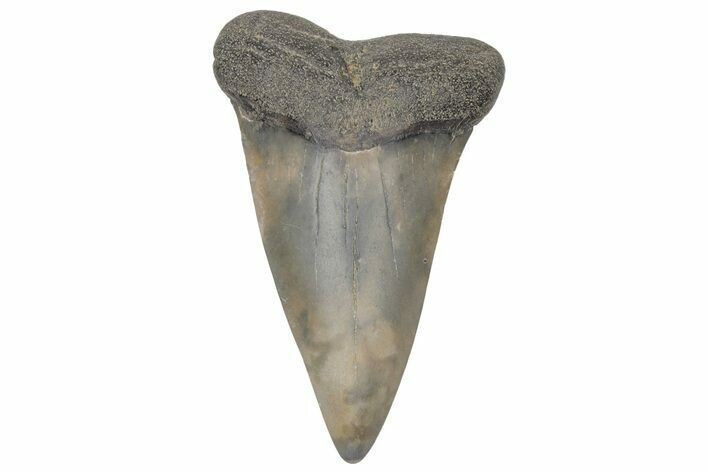 Fossil Broad-Toothed Mako Tooth - South Carolina #214591